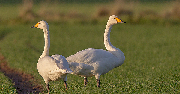 Singschwan
