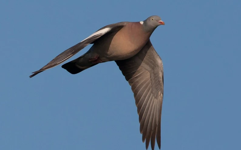 Houtduif