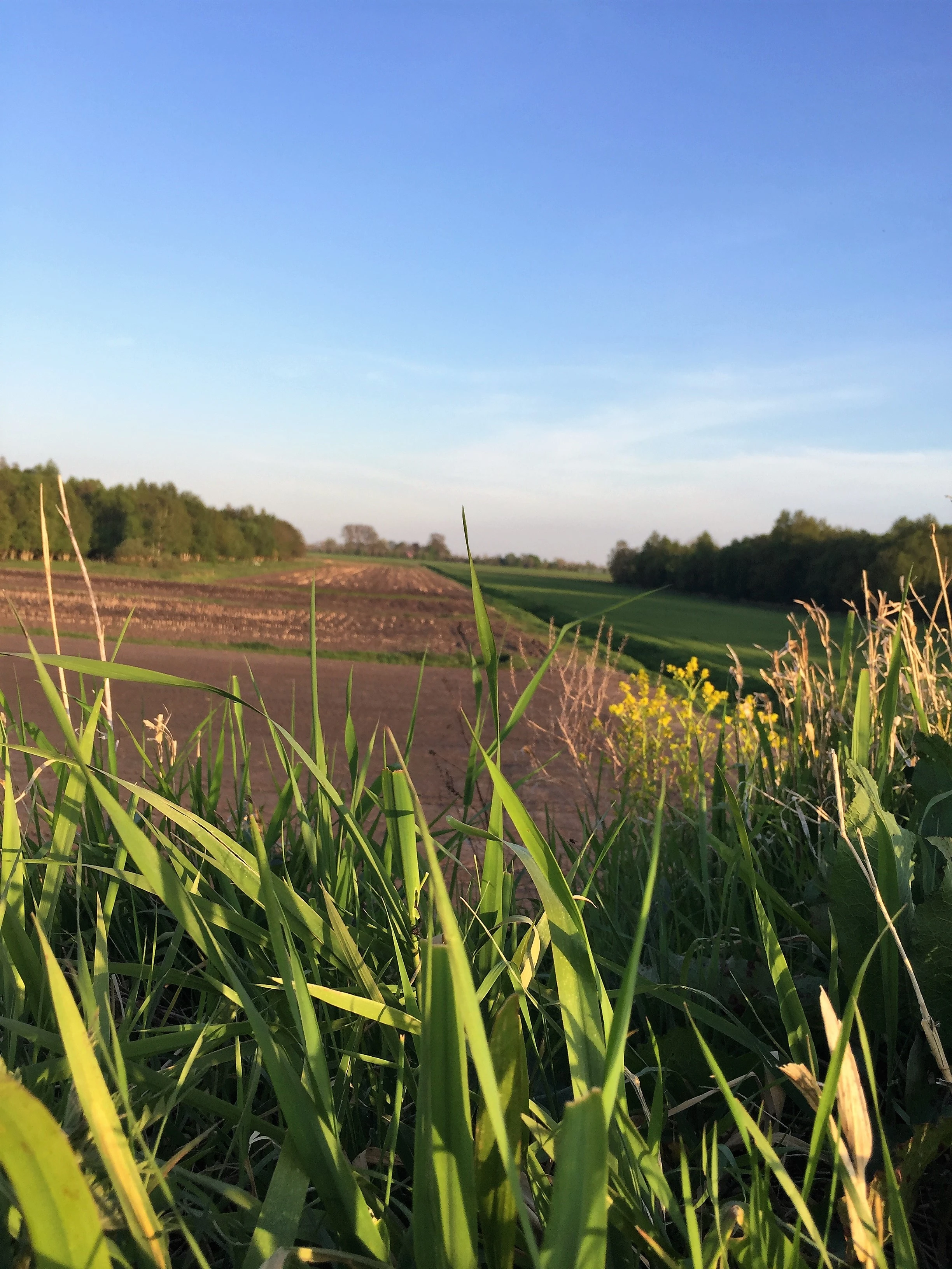 Veld in de weerribben bij Blokzijl