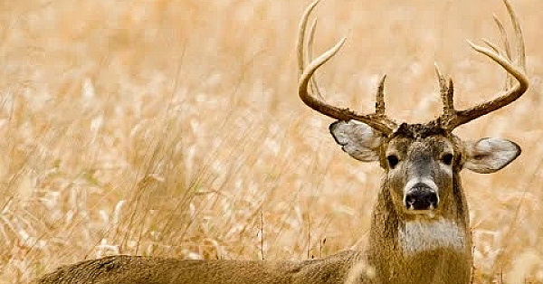 Deermeatfordinner