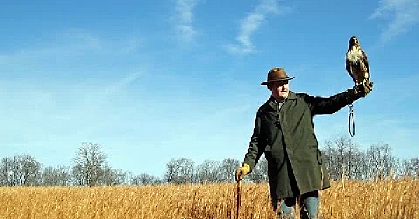 Falconry told
