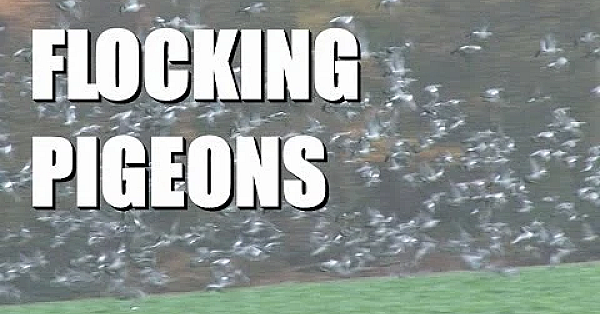 Fieldsports channel